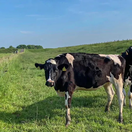 בית נופש Polderhaus Deichblick Direkt Am Dullart