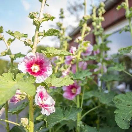 Polderhaus Deichblick Direkt Am Dullart Дом отдыха Bunde (Lower Saxony)