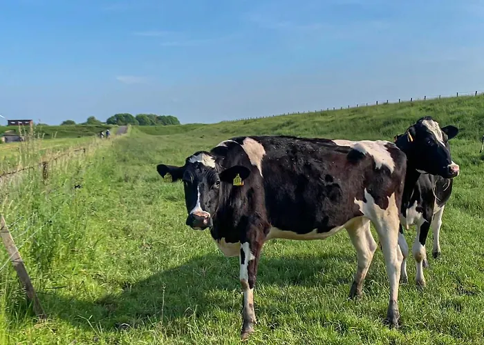 Дом отдыха Polderhaus Deichblick Direkt Am Dullart